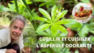 Cueillir et cuisiner l'aspérule odorante