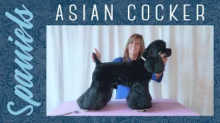 The Asian Cocker