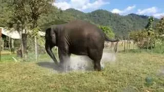 Elephant breaks sprinkler and makes their own fountain - ElephantNews
