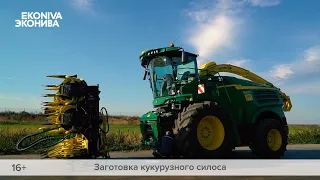 СЕКРЕТ ПРАВИЛЬНОЙ ЗАГОТОВКИ кукурузного силоса