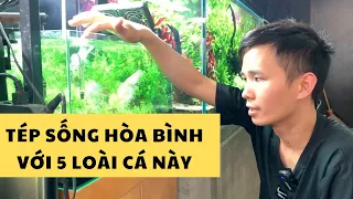 Tép cảnh sống hòa bình với 5 loài cá này | Nguyễn Du aqua
