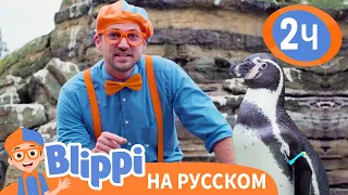 Блиппи изучает пингвинов в Зоопарке🐧🐧 2 ЧАСА | Обучающие видео для детей