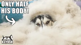 My Husky Has a Sneaky Defence Against Brushing!