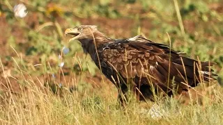 Орлан-Белохвост ловит молодую Хохотунью и разделывает её / White-tailed Eagle catches seagulls