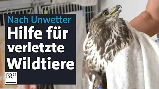 Nach Unwetter mit Hagel: Wie verletzten Wildtieren geholfen wird | Abendschau | BR24