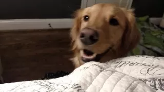 Arguing with Golden Retriever over Bed Time