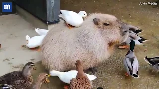 Capybara sits calmly as playful ducks groom his back!!