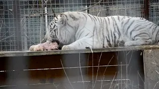 Белые тигры - редкие красавцы! Тайган