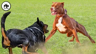 Rottweiler vs Pitbull Terrier Dog: Who Will Win The Dog Fight?