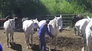 Horses' Love Lessons through energy healing