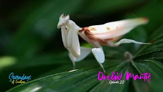 Orchid Mantis