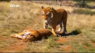 Crocodile Attacks a Male Lion - Latest Wildlife Sightings ​(Man Thou) New 2016