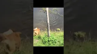 Dog "Fred" is attacked by alligator in Brazil! #shorts