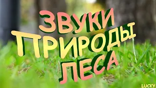 Звуки природы    шелест травы, сверчки, шум ветра.