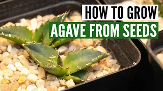 How to grow agave from seed