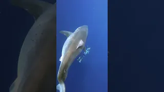 Biggest Great White Shark ever recorded 😱‼️ *I am a professional shark diver #shorts #greatwhite