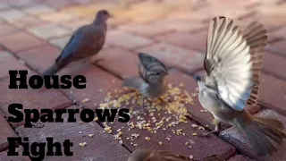 Cat TV~ Episode 16~ Watch Entertaining Sparrow fights & help Save Sparrow Birds~ South Africa.