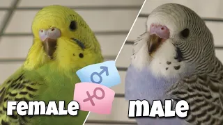 How to Determine the Gender of Your Baby Budgie