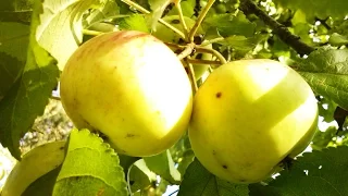 Большой урожай яблок секреты урожая-обильное плодоношение яблони.Как заставить яблоню плодоносить