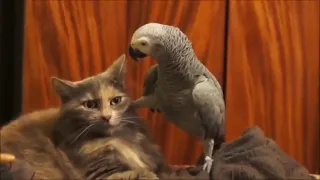 Bird telling cat who's the boss here