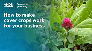 How to make cover crops work for your business – Strategic Cereal Farms results 2023