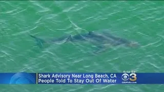 Swimmers Urged To Get Out Of Water After 15 Great White Sharks Spotted