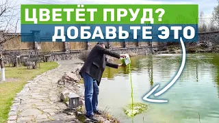 Недорого и просто: Хлорелла для очистки воды в пруду, водоемах