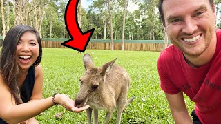 Bribing Kangaroos at Steve Irwin's Australia Zoo