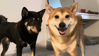 Shiba Night routine: Basketball and Howling time, Eating ASMR, Cuddles