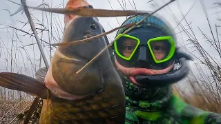 Trophy CATFISH 60KG, large carp, Catching KUTUM by hand - Spearfishing, Dagestan SPEARFISHING