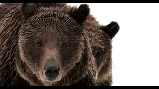Grizzly Bear 399 Rare 8K Closeups-Wildlife Photography-Jackson Hole/Grand Tetons/Yellowstone Park