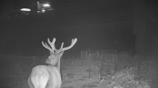 Deer & elk using wildlife underpasses along I-25 in Colorado