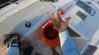 Catching JUMBO Shrimp*** Florida Shrimp Run