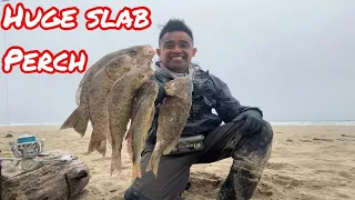 How I catch Huge Surf Perch