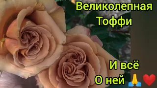 Тоффи🌹- изумительная роза🙏😃❤! Чем она хороша😍? и как найти компаньона🤔😴🤷‍♀️???