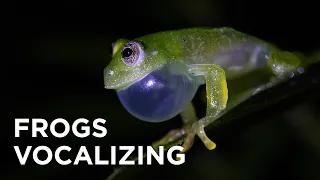 FROGS VOCALIZING / ANFÍBIOS VOCALIZANDO