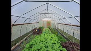 Managing a High Tunnel Tomato and Flower Inter-Season Rotation (1/4 videos)