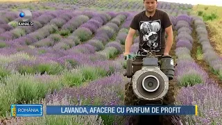 Asta-i Romania (30.06.2018) - Lavanda, afacere cu parfum de profit! Partea 2