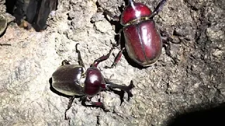 4Kカブトムシ 自然の癒しyoutube動画映像【無音】フェスタ2019　A large number of Japanese rhinoceros beetles