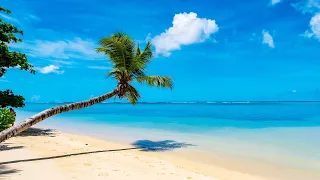 Relax in the Morning with Beautiful Tropical Beaches & Bossa Nova Cafe Music for Stress Relief