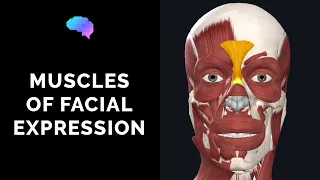 Muscles of Facial Expression (3D Anatomy Tutorial) | UKMLA | CPSA