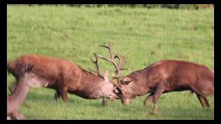 Irish Red Stags Fighting With Deer Sounds 2021