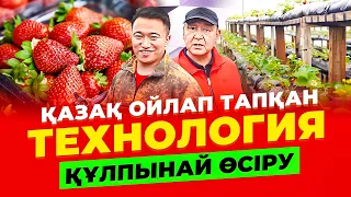 Сарыағаш тұрғыны ойлап тапқан технология! Құлпынай өсіру технологиясы.