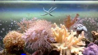 55 gal. reef, tang goby firefish damsel clam starfish