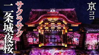 【京都おすすめ】サクラサク 二条城夜桜2022【京のココ見といやす】【京都観光旅行】