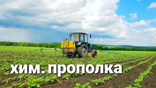 Гербіцид від сорняка / Хімічна  прополка Гранстаром соняшника #СельхозТехникаТВ