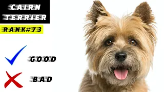 Cairn Terrier Pros And Cons