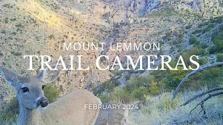 Mount Lemmon Trail Cameras + Eastside Location - February 2024