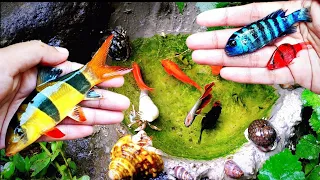 Amazing Catching Catfish & Colorful Surprise Eggs, Koi, Betta fish, Guppy, Cute animals, Fish videos