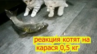 реакция котят на живого карася 0,5 кг